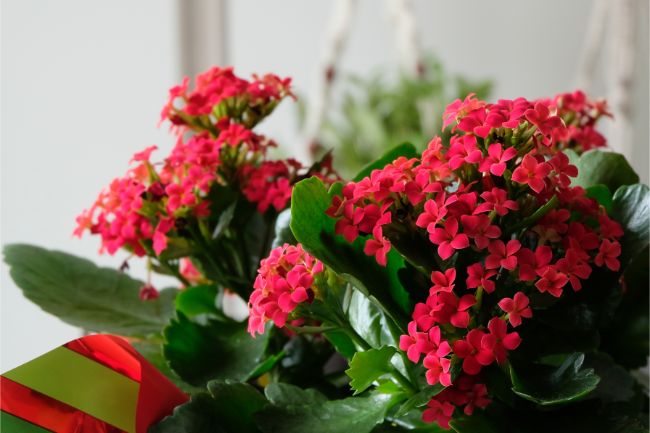 flaming katy kalanchoe blossfeldiana best easy care indoor plants