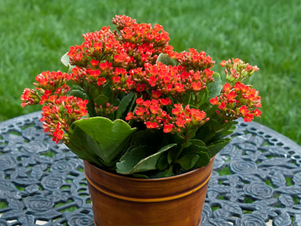 How to grow and care for Kalanchoe - The world of succulents