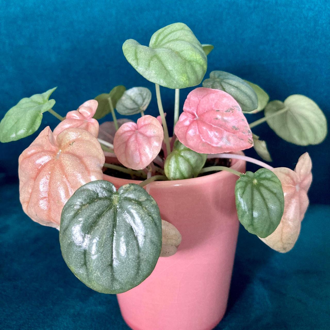 Will a Pink Lady Peperoмia die if she turns all pink?  : r/indoor plants