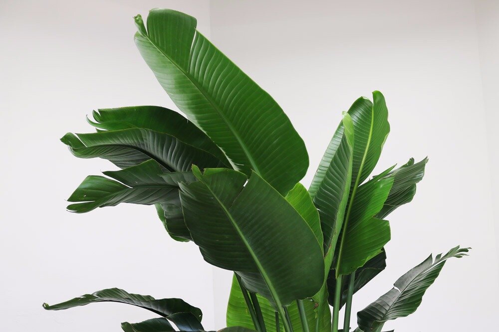 Large leaf tropical plants