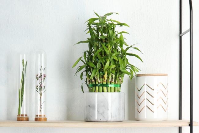 lucky bamboo best houseplants for beginners