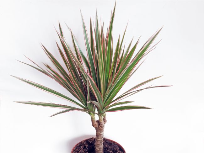 madagascar dragon tree dracaena marginata best houseplants for beginners