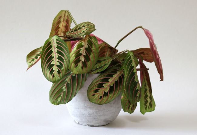 maranta leuconeura houseplants safe for cats