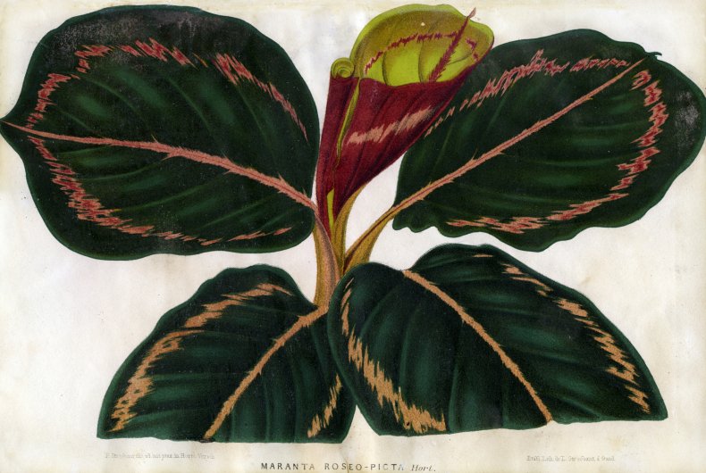 Maranta