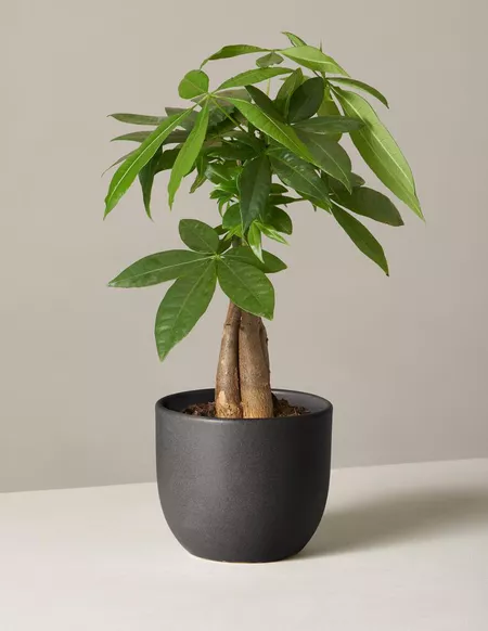 Money tree in a black ceramic pot