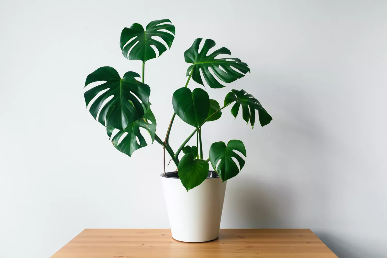 monstera deliciousa