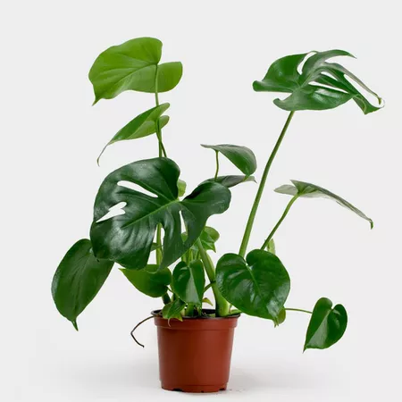 Monstera deliciosa in a red grower's pot