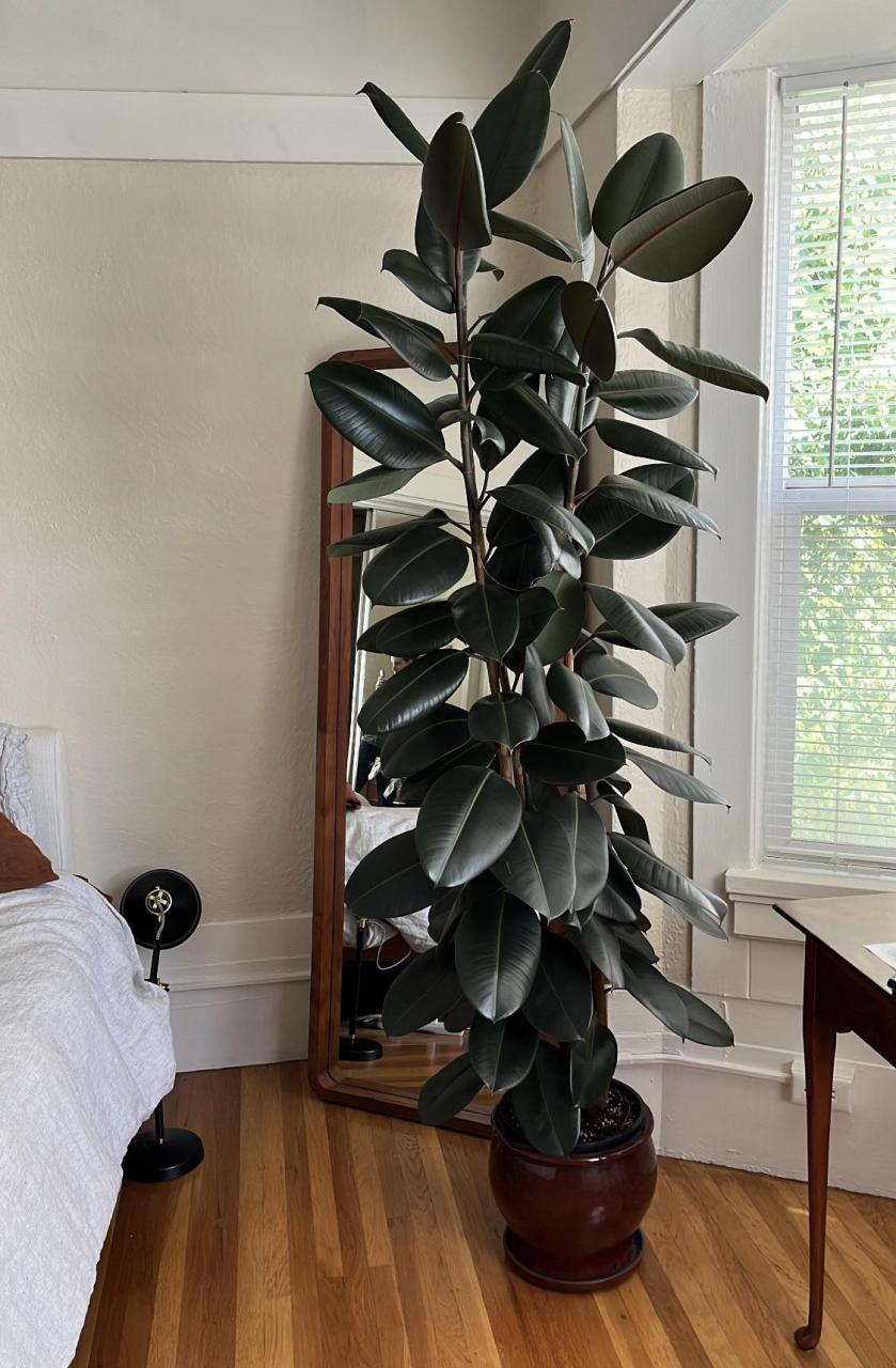 My rubber tree, as wonderful as it is, is getting too big for my apartment. What should I do? : r/houseplants