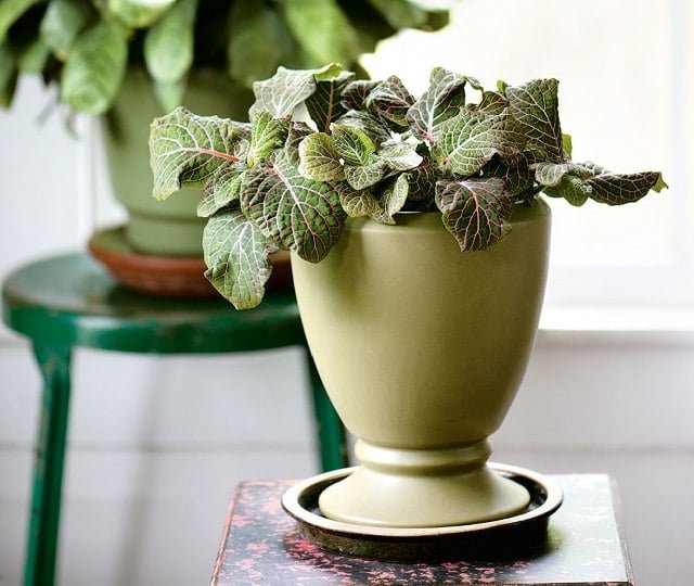 Most Beautiful Houseplants