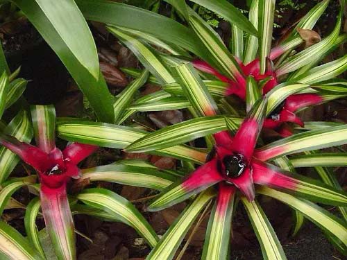 Indoor plant Nidularium #plantasdecasa #tricolor #decorhomeideas