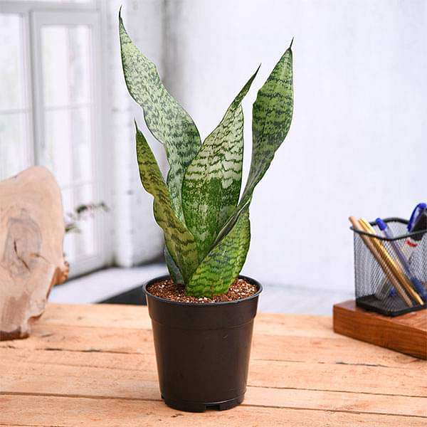 Buy Snake Plant, Sansevieria trifasciata, Sansevieria zeylanica - Plant online from Nurserylive at lowest price.