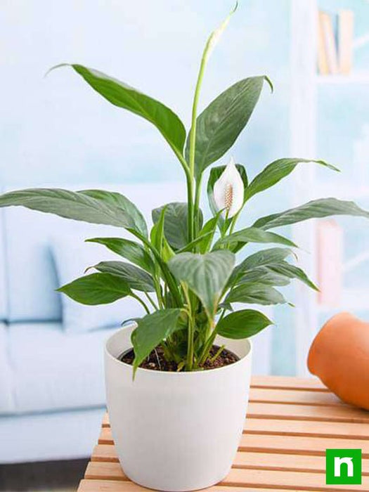 Buy Peace Lily, Spathiphyllum - Plant online from Nurserylive at lowest price.