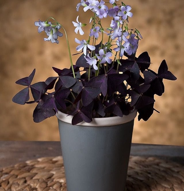 oxalis-indoor