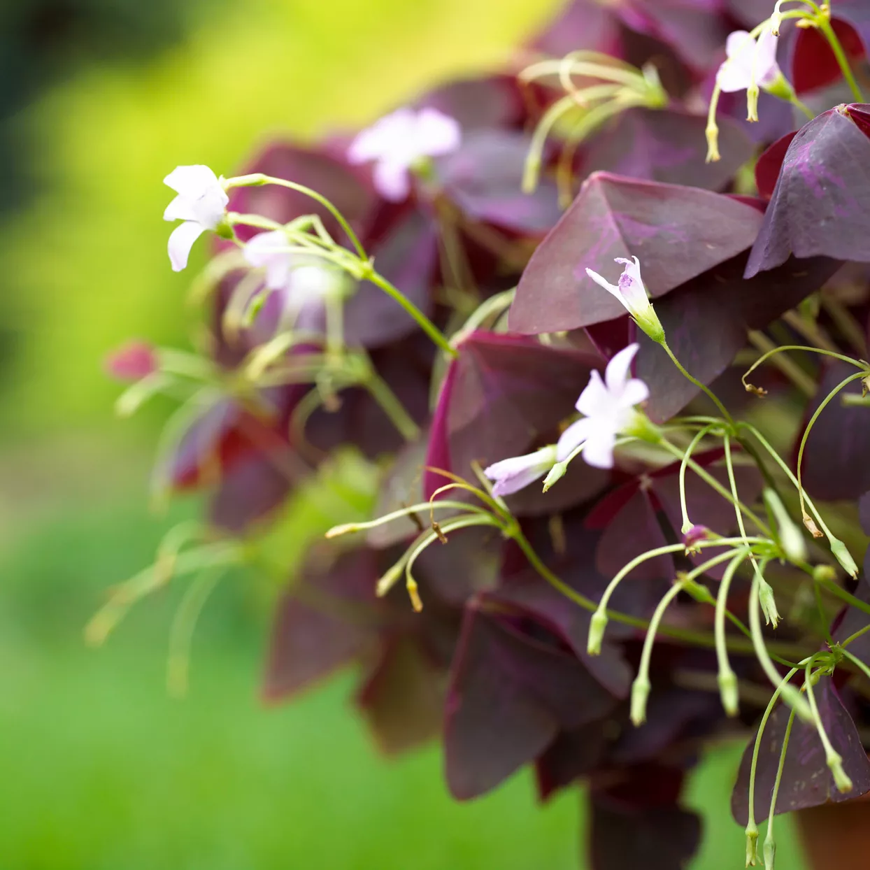 oxalis-tetraphylla-iron-cross-da842985