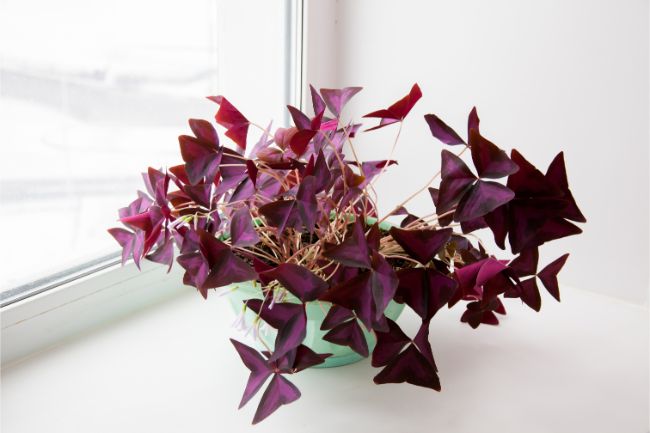 purple shamrock oxalis triangularis best houseplants for beginners