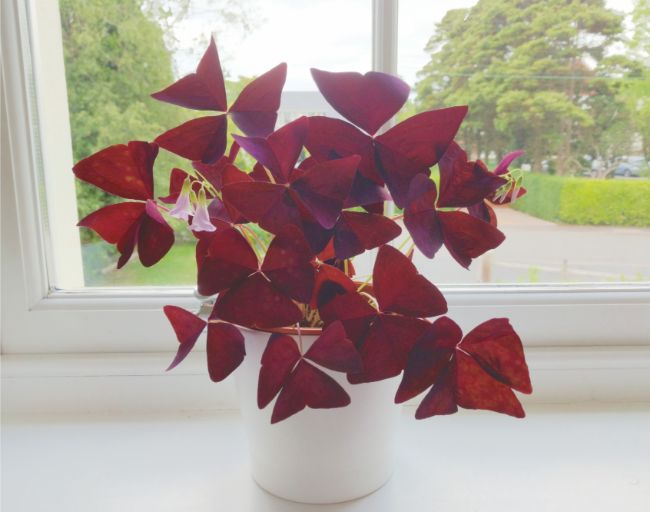 oxalis triangularis purple shamrock small indoor plant