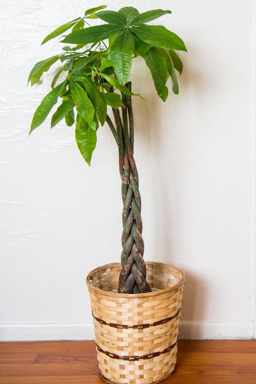 indoor trees, money tree indoors against the white wall