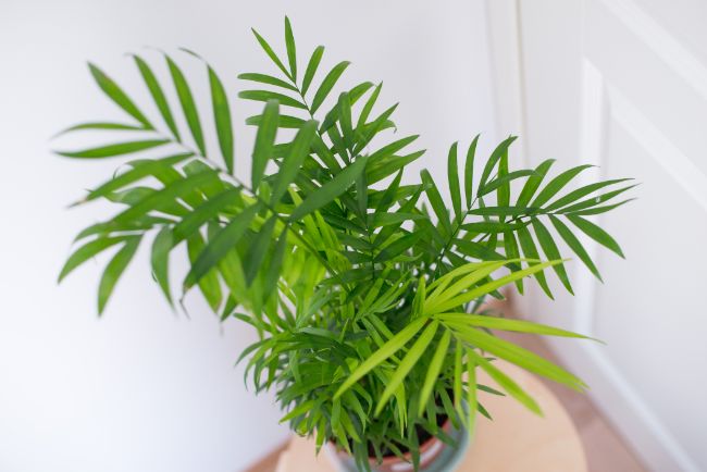 parlor palm houseplants safe for cats