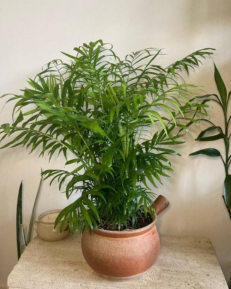 Parlor Palm pet-friendly plants