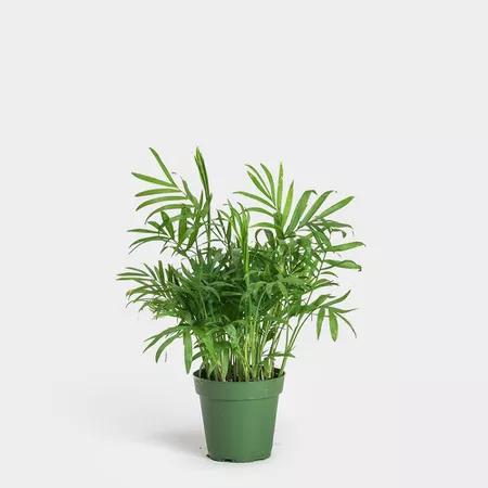 Neanthe Bella Palm in a green grower's pot