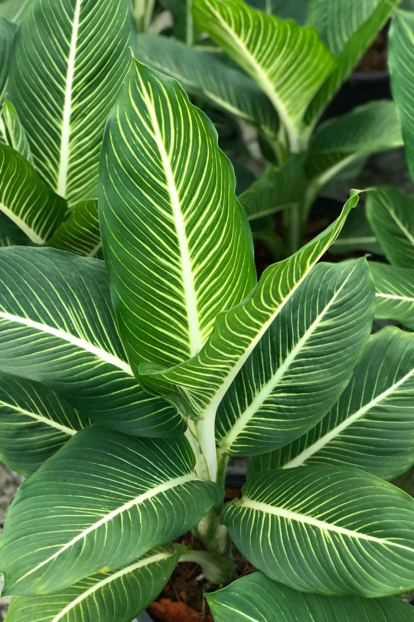 indoor trees, close up of dumb cane