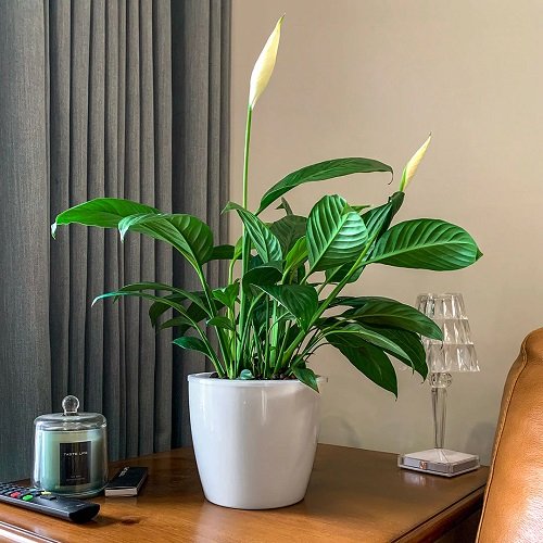 26 Best Office Desk Plants That Don't Need Space 5