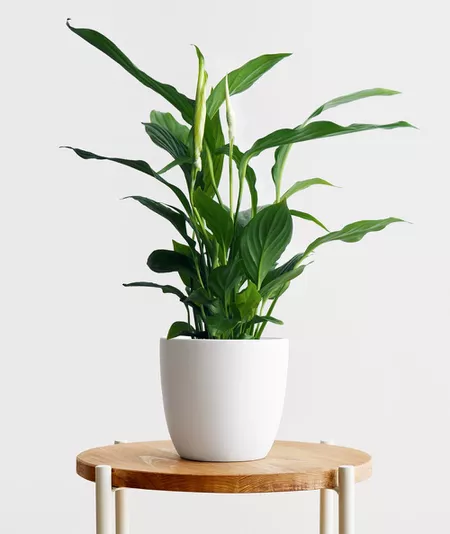 Peace lily in a white pot on a wood table