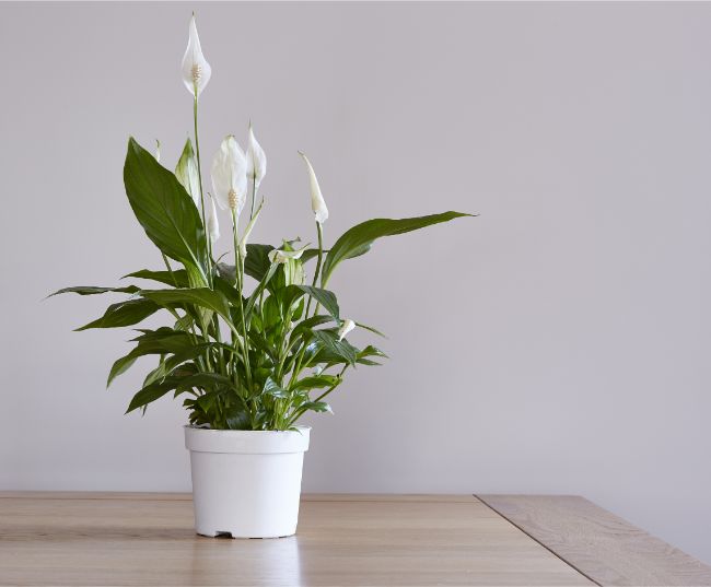 peace lily spathiphyllum best houseplants for beginners