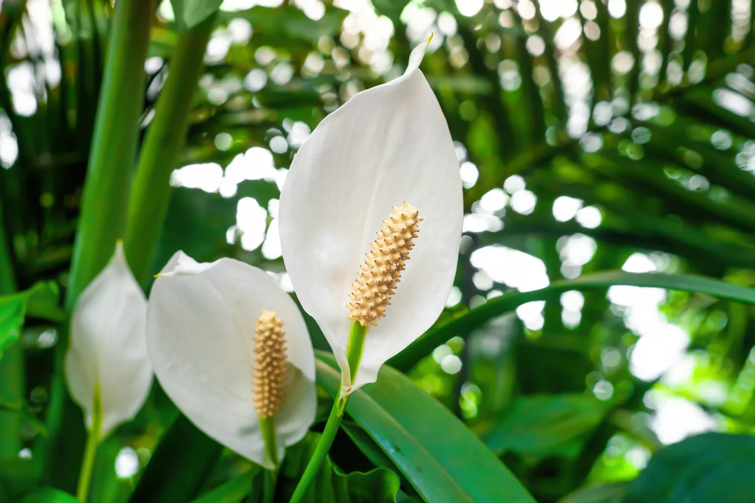 peace lily