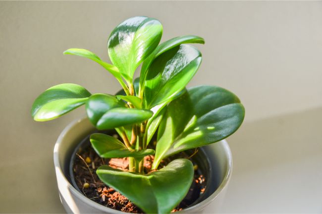 peperomia best houseplants for beginners