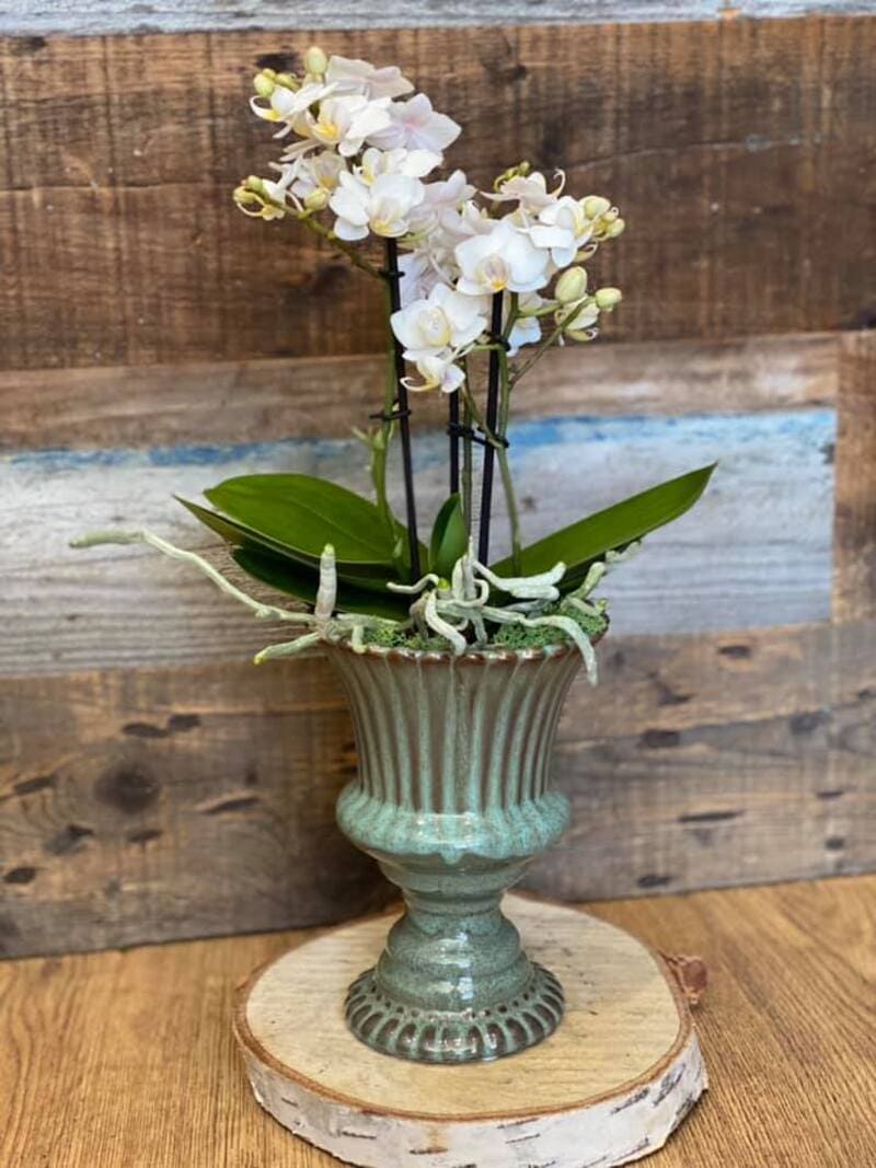 Petite White Orchid pet-safe indoor plants
