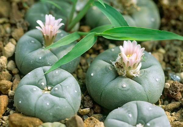 peyote Lophophora williamsii