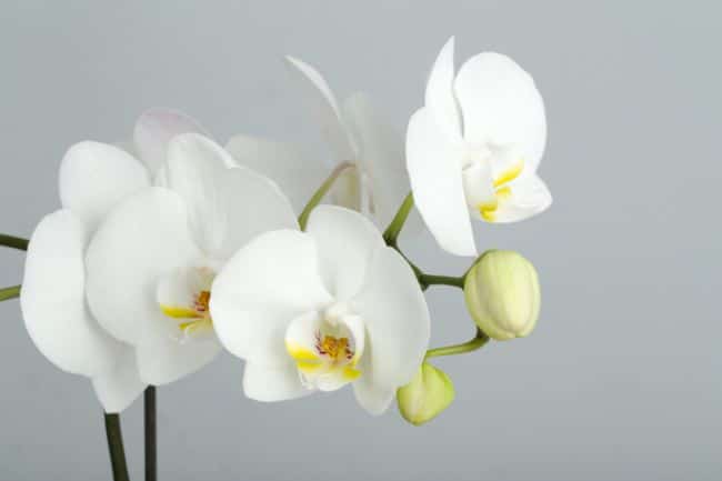 phalaenopsis orchids houseplants safe for cats