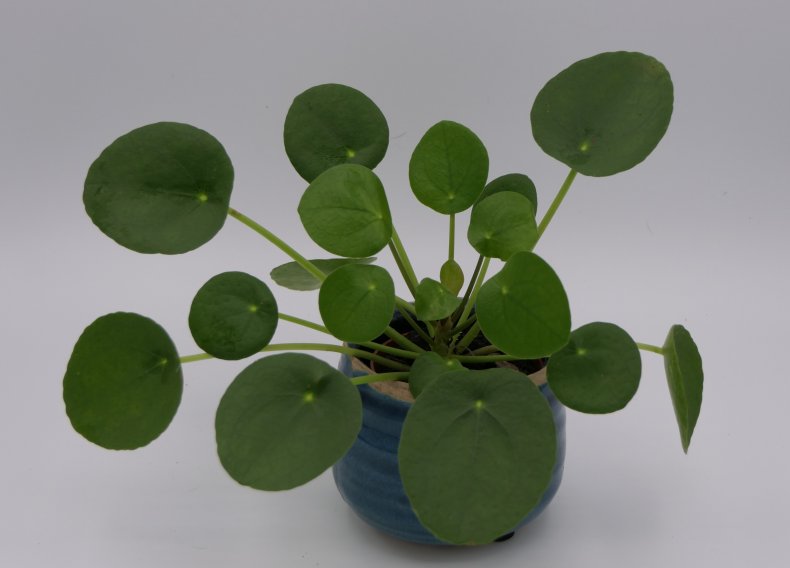 Pilea Peperomia