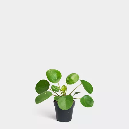 Pilea peperomioides in black grower's pot