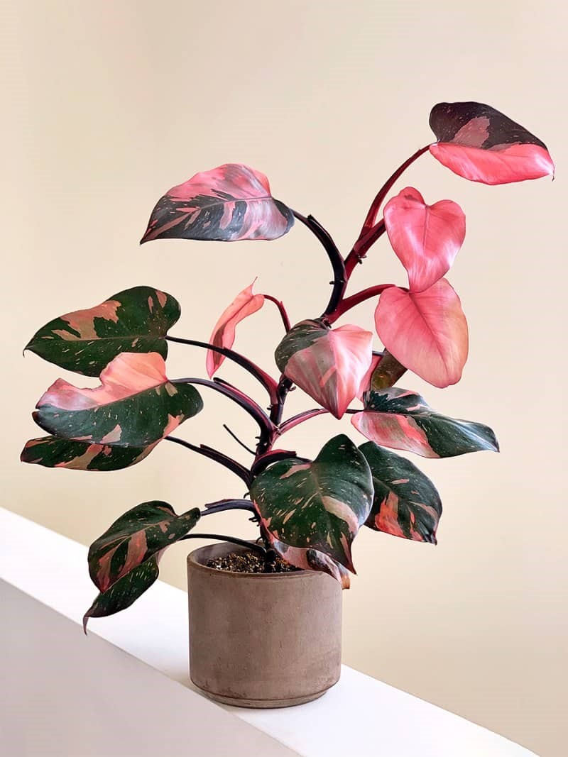 Pink Princess Philodendron: The Most Complete Care Guide For Beginners