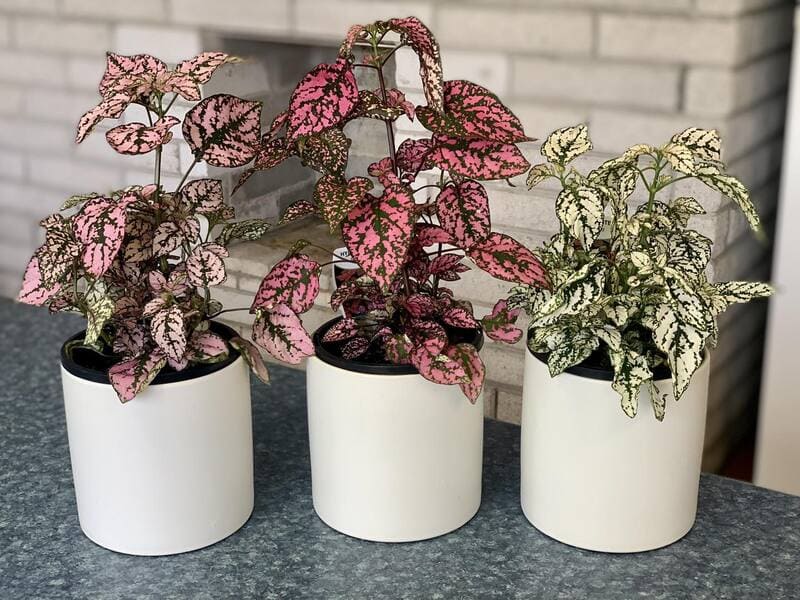 Polka Dot Plant pet friendly houseplants