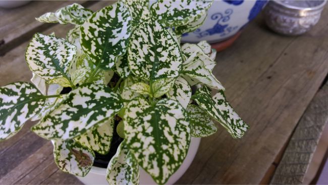 polka dot plant