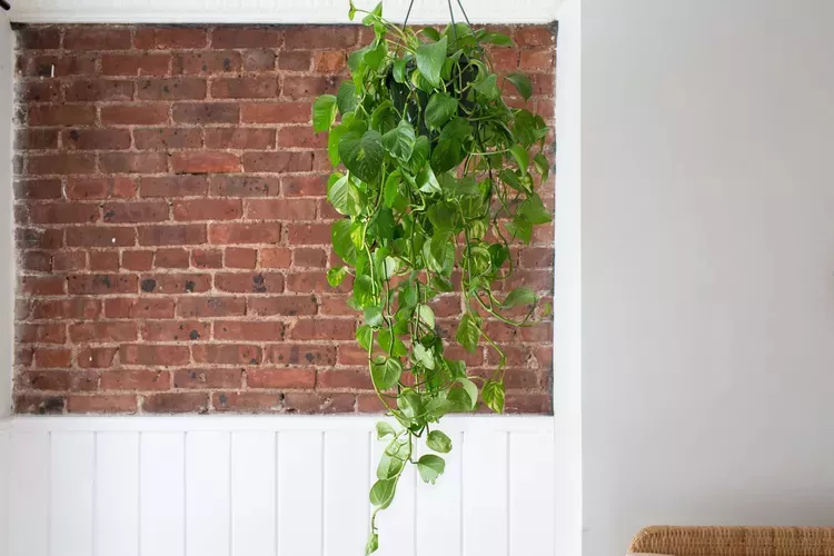 Golden pothos trailing in front of a brick wall