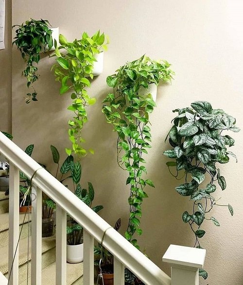 Ways to Display Pothos in Home 17