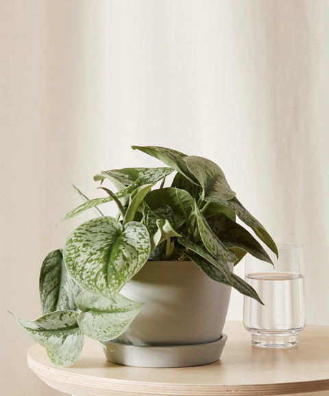 pothos plant in a silver pot