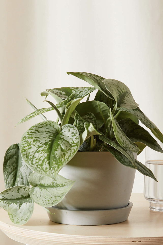 pothos plant in a silver pot