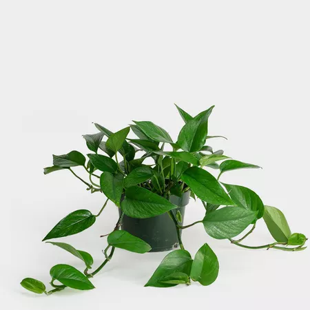 Jade pothos in a grower's pot