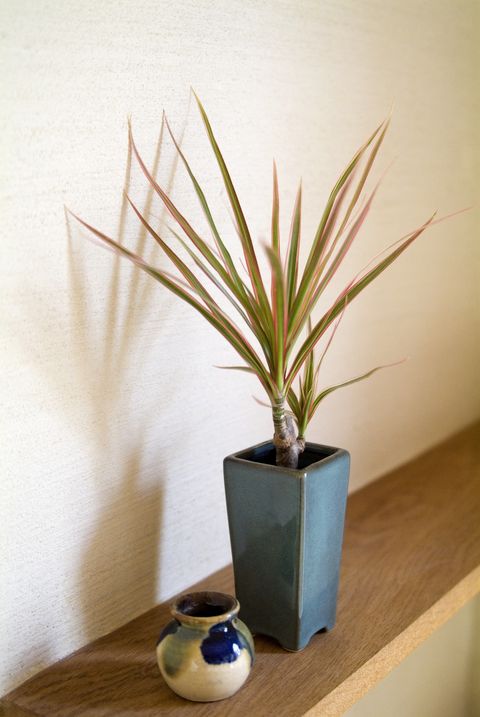 potted plant and pottery