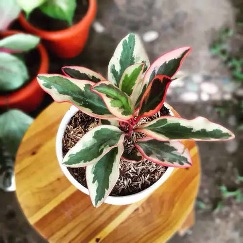 Rainbow Peperomia #plantasdecasa #tricolor #decorhomeideas