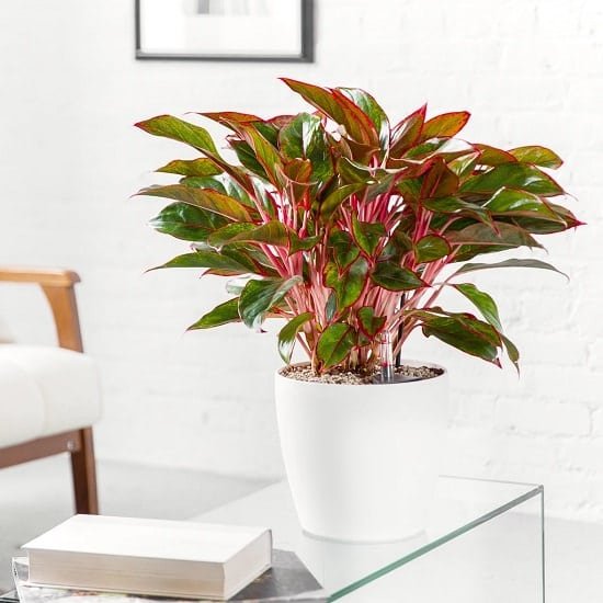 Red Indoor Plants