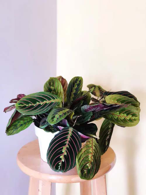 Red prayer plant #homeplants #tricolor #decorhomeideas