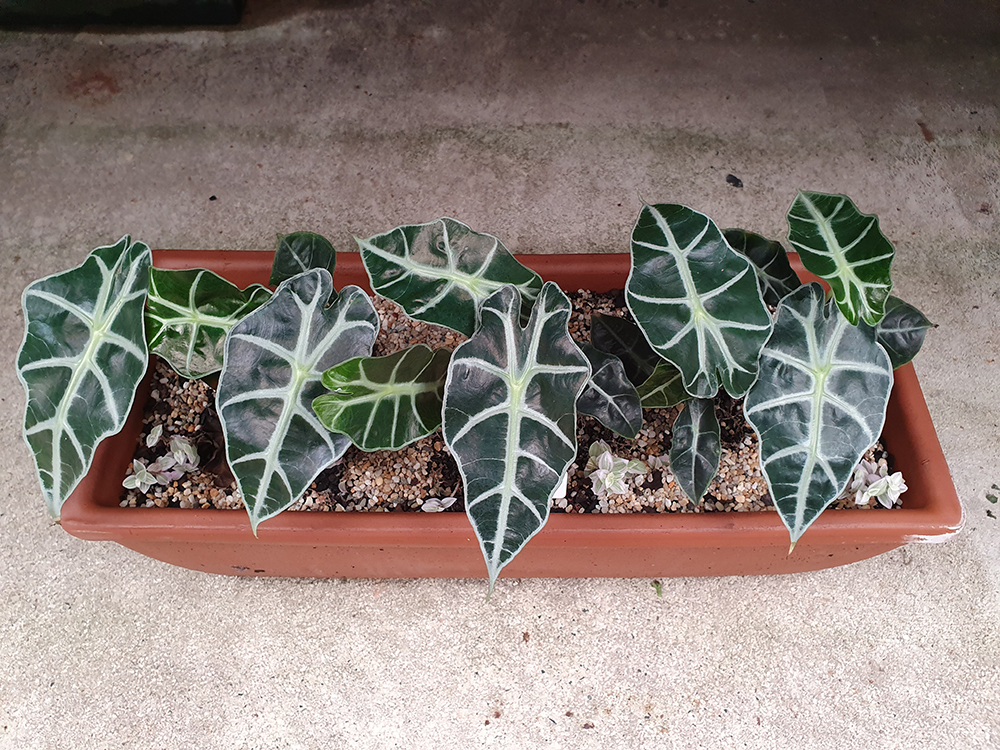 Four elephant ear plants in a terracotta planter on a concrete floor.