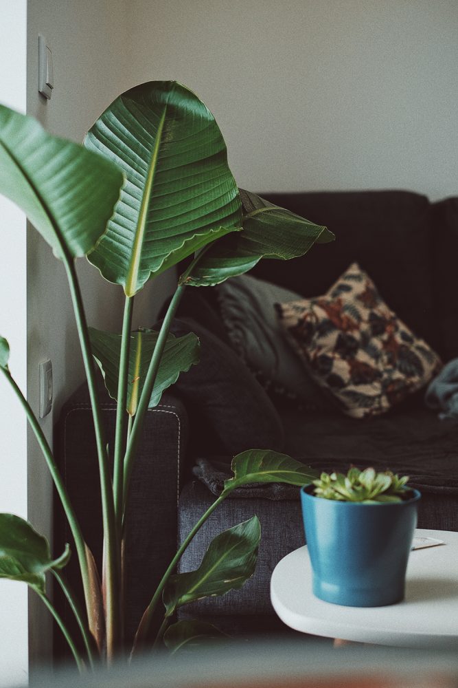 Close-up of the large leaves of a bird of paradise.  In the background is a sofa with a pillow.