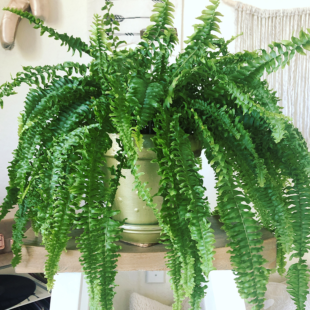 Large bushy Boston fern on a light wood shelf in a light colored pot.